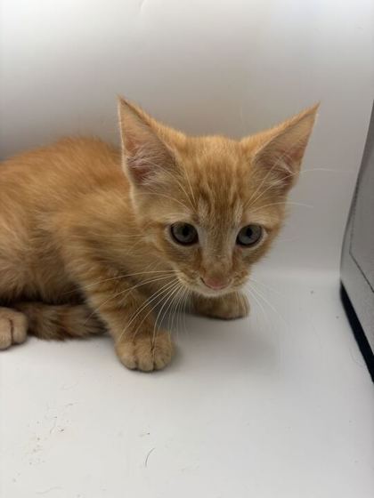 Shelter Stray Male Cat last seen Near Locarno Dr., Knox County GP, TN, 3201 Division St, Knoxville, TN 37919, USA