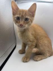 Shelter Stray Male Cat last seen Near Locarno Dr., Knox County GP, TN, 3201 Division St, Knoxville, TN 37919, USA