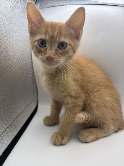 Shelter Stray Male Cat last seen Near Locarno Dr., Knox County GP, TN, 3201 Division St, Knoxville, TN 37919, USA