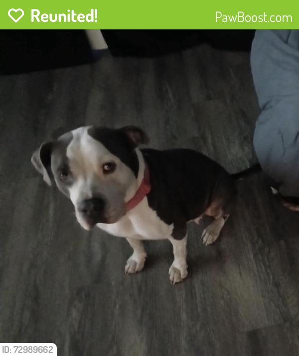 Reunited Female Dog last seen The Reserve at Forest Hills apmts, Wilmington, NC 28403