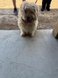 Found/Stray Unknown Dog last seen Trueno/Green Valley , Henderson, NV 89014