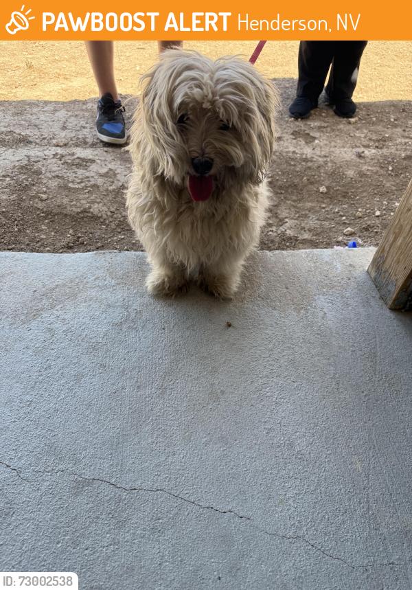 Found/Stray Unknown Dog last seen Trueno/Green Valley , Henderson, NV 89014