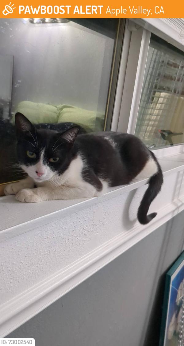 Found/Stray Female Cat last seen Ottowa/Iroquois, Apple Valley, CA 92395