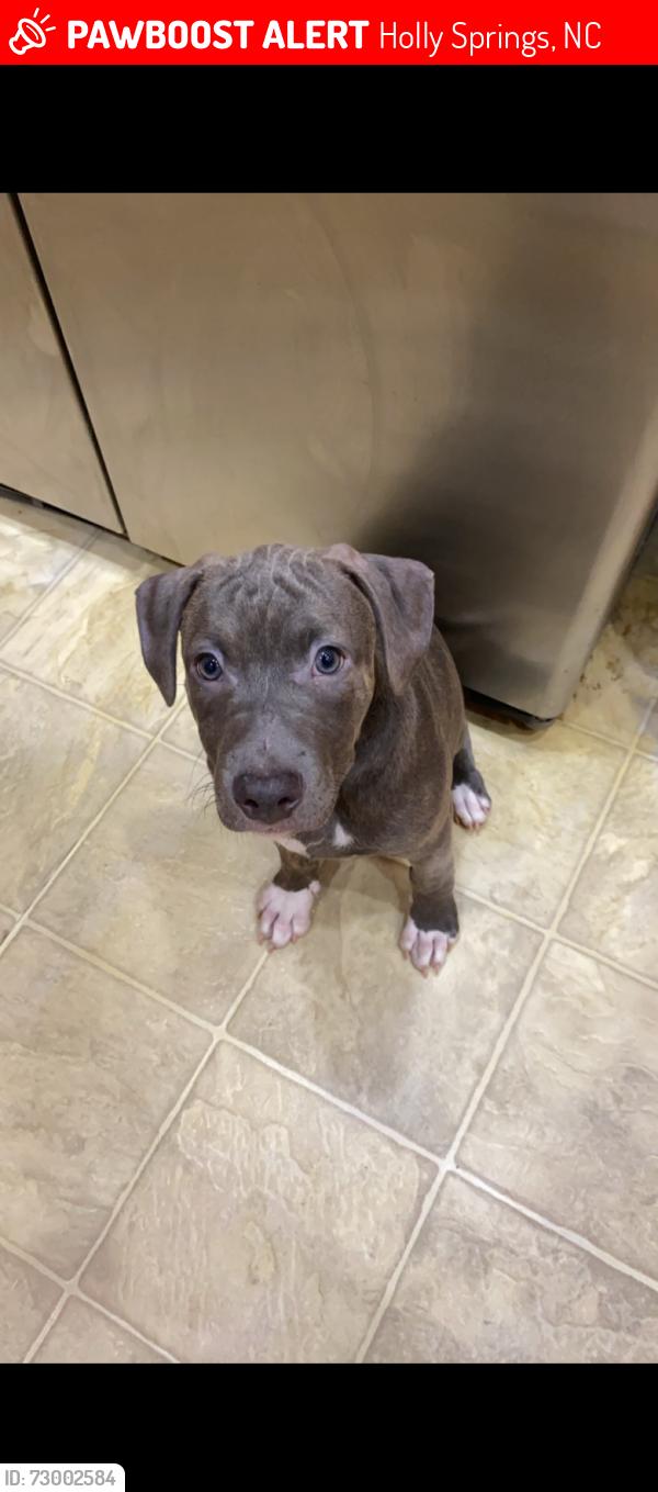 Lost Male Dog last seen Ball road woods area , Holly Springs, NC 27540