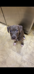 Lost Male Dog last seen Ball road woods area , Holly Springs, NC 27540