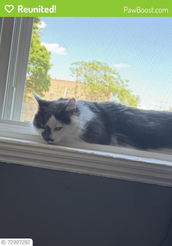 Reunited Male Cat last seen Close to the Yatch Club in Chelsea, Chelsea, MA 02150