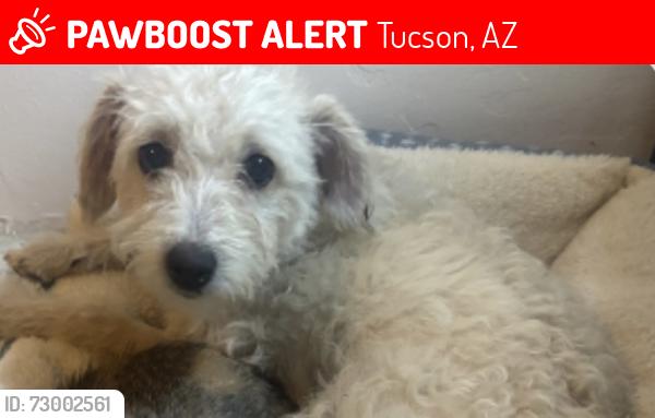 Lost Female Dog last seen Food city area was where last seen, Tucson, AZ 85706