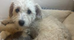 Lost Female Dog last seen Food city area was where last seen, Tucson, AZ 85706