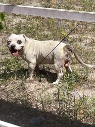 Found/Stray Male Dog last seen Chippendale and Bolger , Spring Hill, FL 34609