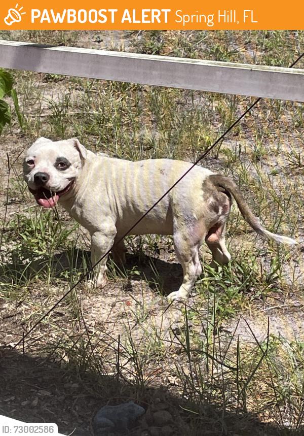 Found/Stray Male Dog last seen Chippendale and Bolger , Spring Hill, FL 34609