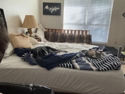 Reunited Female Cat last seen Off Post Oak, Corinth, TX 76210