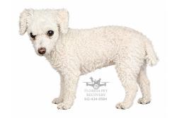 Lost Female Dog last seen Near Southwest 58th Street Rd, Ocala, FL 34481
