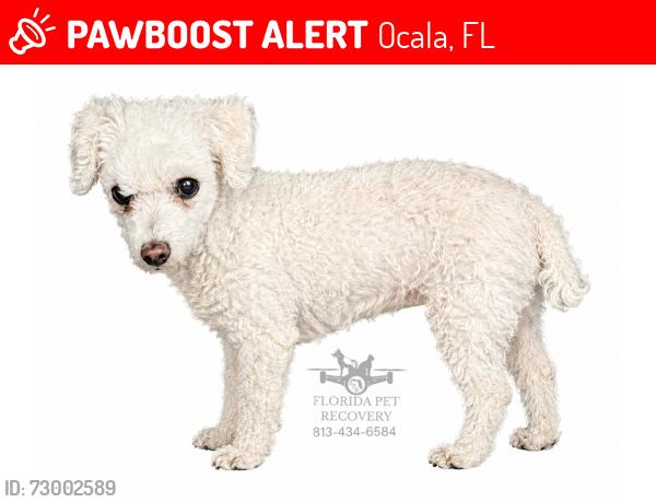 Lost Female Dog last seen Near Southwest 58th Street Rd, Ocala, FL 34481
