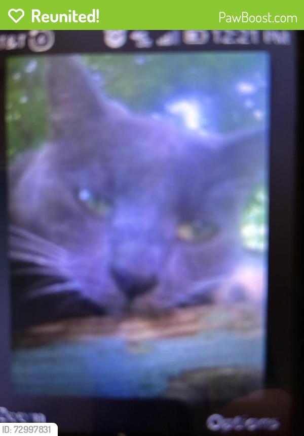 Reunited Male Cat last seen w 147 th and triskett, Cleveland, OH 44111