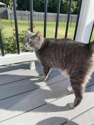 Reunited Male Cat last seen Travis Blvd Moyock, NC, Moyock, NC 27958