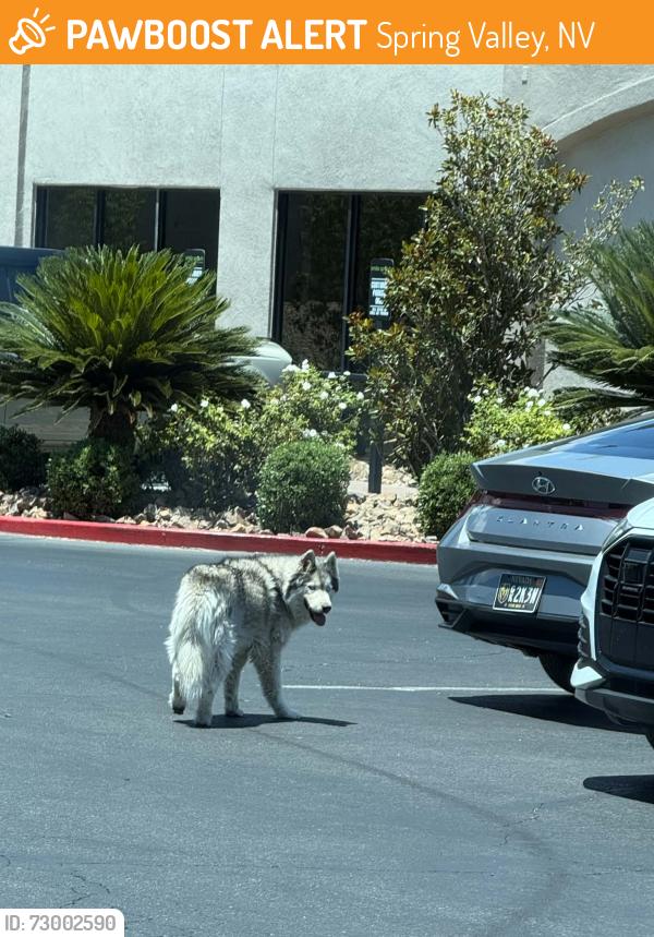 Found/Stray Unknown Dog last seen Russell and Jones, Spring Valley, NV 89118