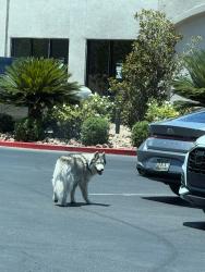 Found/Stray Unknown Dog last seen Russell and Jones, Spring Valley, NV 89118