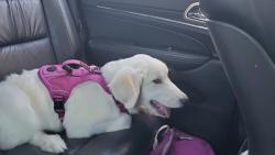 Reunited Female Dog last seen Russell feed, Fort Worth, TX 76114