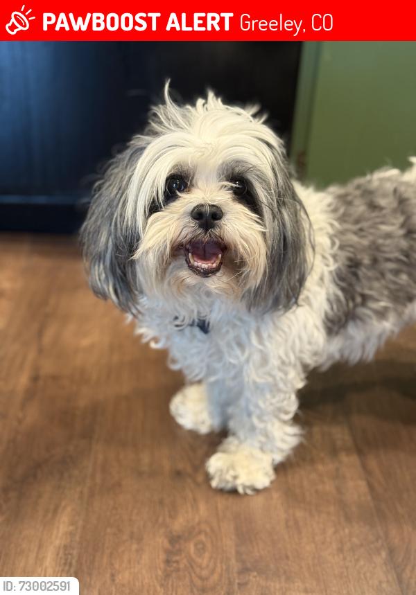 Lost Male Dog last seen 10th Street and 71st, Greeley, CO 80634