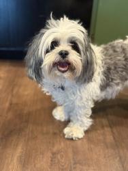 Lost Male Dog last seen 10th Street and 71st, Greeley, CO 80634