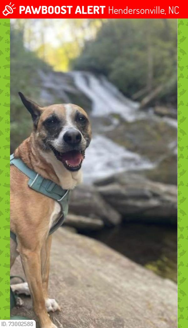 Lost Female Dog last seen Erkwood drive, Hendersonville, NC 28739