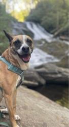Lost Female Dog last seen Erkwood drive, Hendersonville, NC 28739
