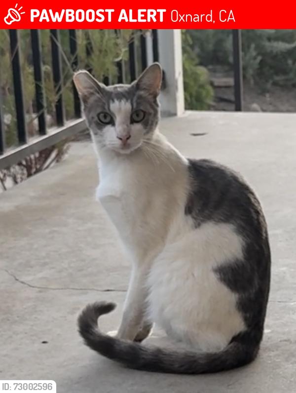 Lost Male Cat last seen S. I street and Second St, Oxnard, CA 93030