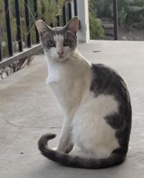 Lost Male Cat last seen S. I street and Second St, Oxnard, CA 93030