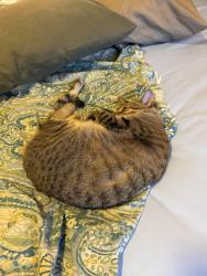 Reunited Female Cat last seen Willow Point s, Denver, CO 80247