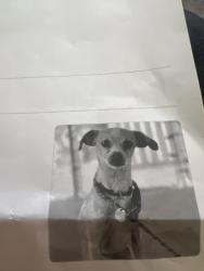 Lost Female Dog last seen Avenida Castilla and Avenida Savilla, Laguna Woods, CA 92637