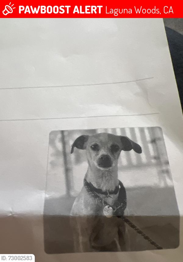 Lost Female Dog last seen Avenida Castilla and Avenida Savilla, Laguna Woods, CA 92637