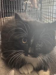 Shelter Stray Female Cat last seen Near W State Highway, Copperton Township, UT, 84006, 511 W 3900 S, Salt Lake City, UT 84123, USA