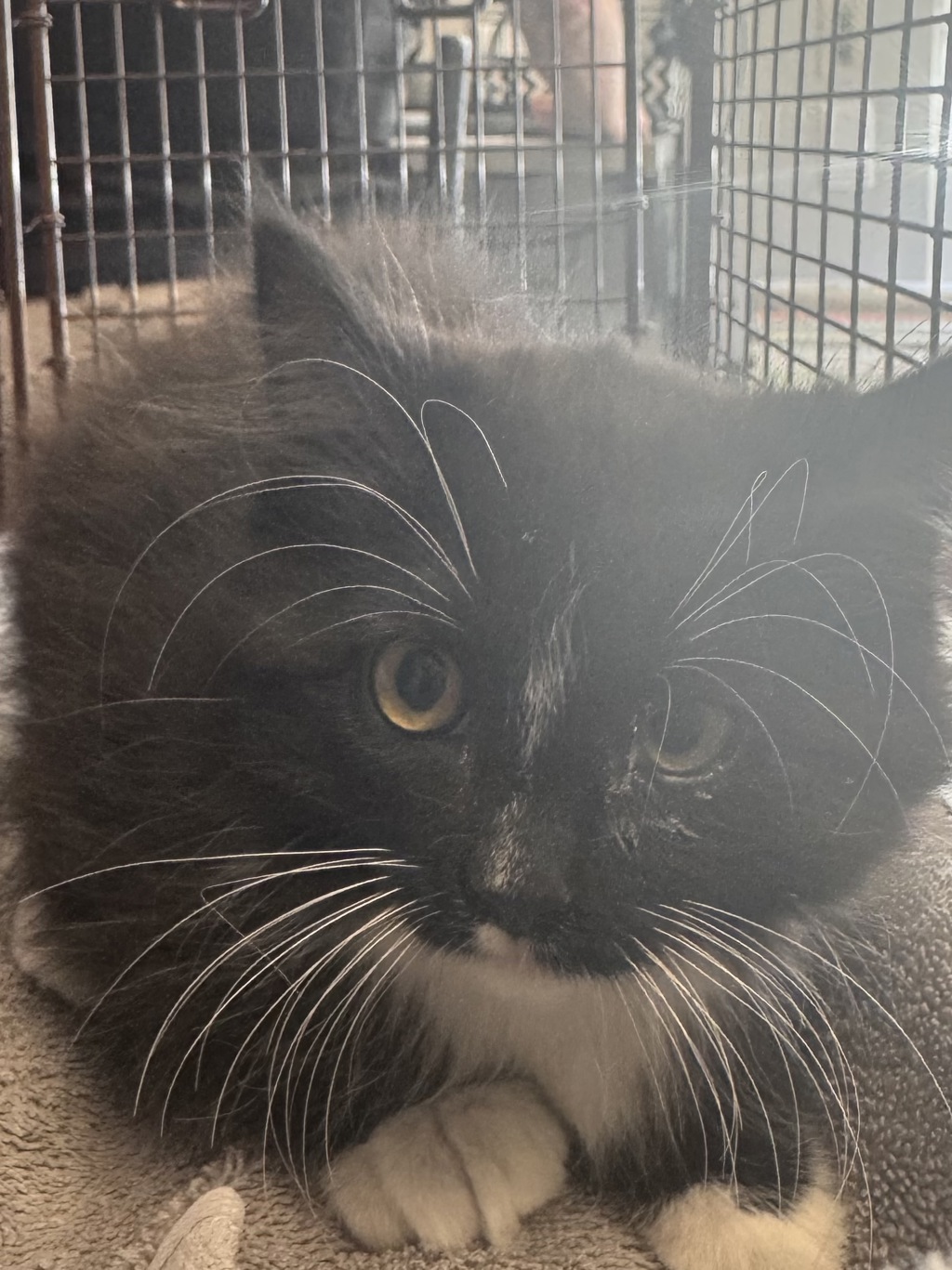 Shelter Stray Female Cat last seen Near W State Highway, Copperton Township, UT, 84006, 511 W 3900 S, Salt Lake City, UT 84123, USA