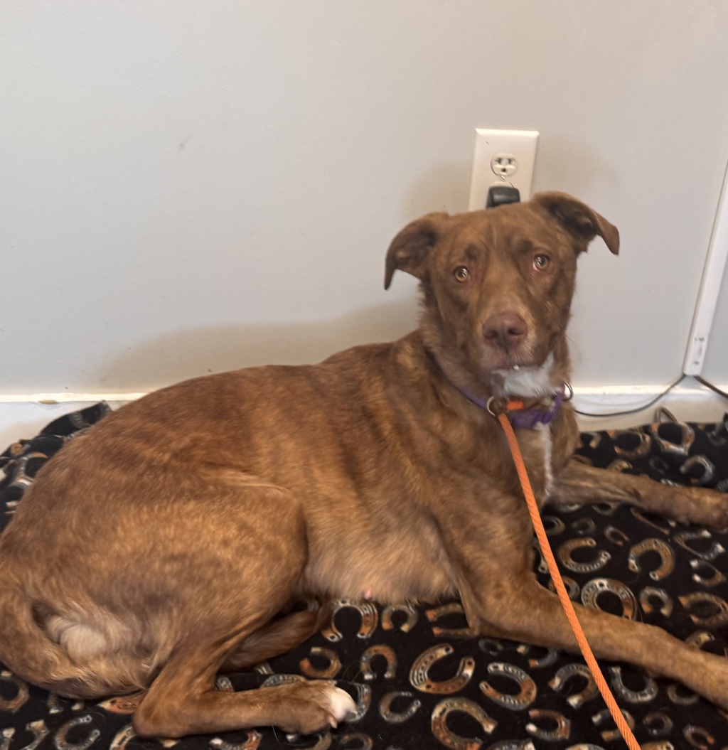 Shelter Stray Female Dog last seen Near S Glendon Way, MURRAY CITY, UT, 84123, 511 W 3900 S, Salt Lake City, UT 84123, USA