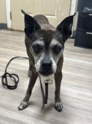 Shelter Stray Male Dog last seen Near E Vista Way, Vista, CA, 92084, Oceanside, CA 92058, USA
