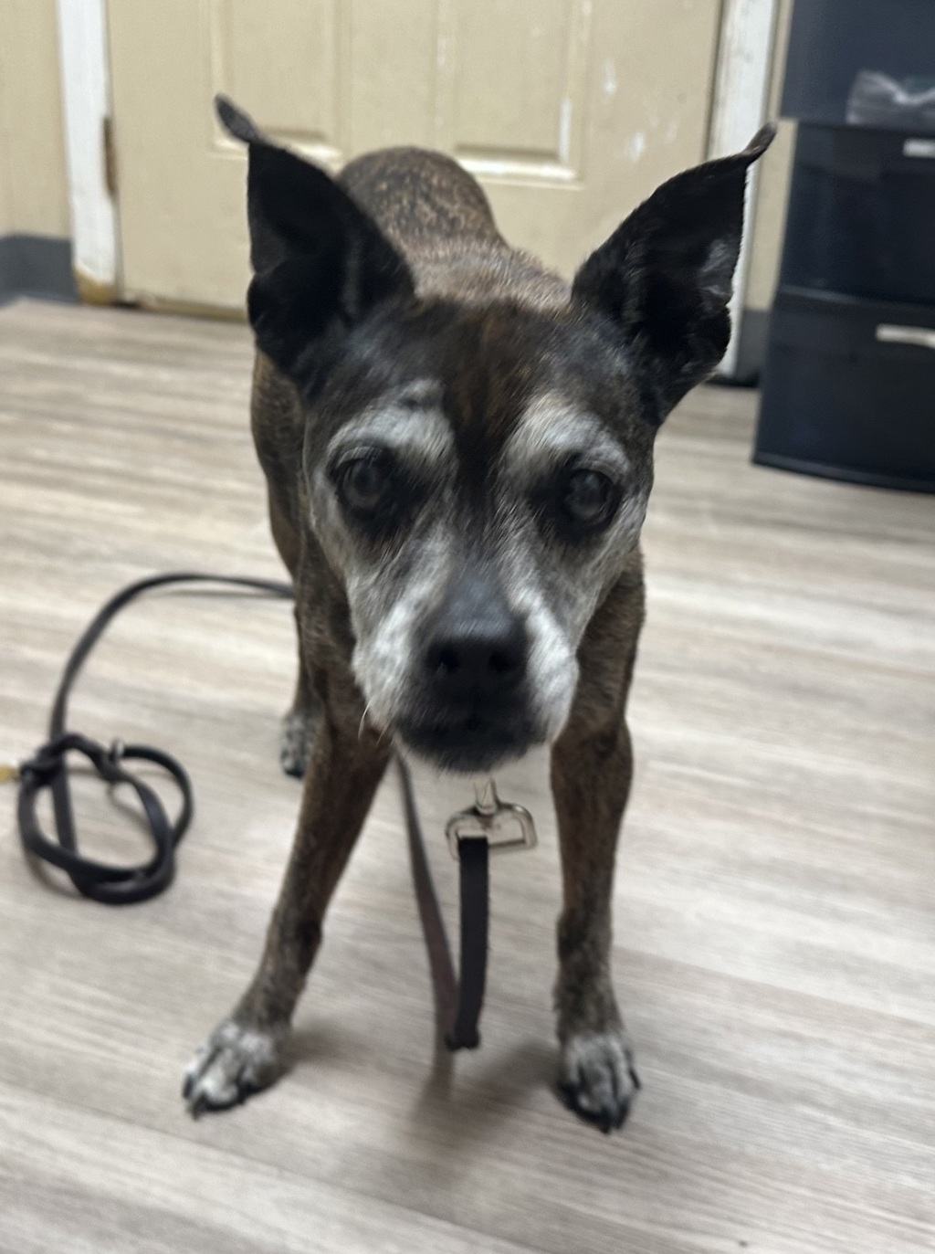 Shelter Stray Male Dog last seen Near E Vista Way, Vista, CA, 92084, Oceanside, CA 92058, USA