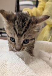 Shelter Stray Male Cat last seen 150th Avenue, SAN LEANDRO, CA, 94578, 8323 Baldwin St, Oakland, CA 94621, USA