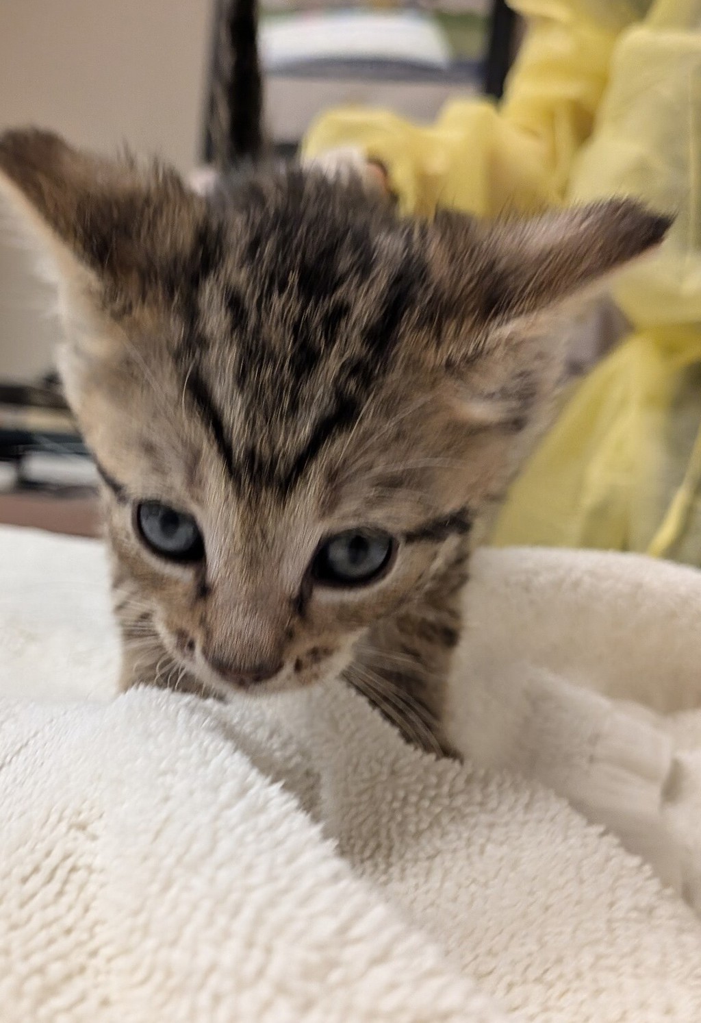 Shelter Stray Male Cat last seen 150th Avenue, SAN LEANDRO, CA, 94578, 8323 Baldwin St, Oakland, CA 94621, USA