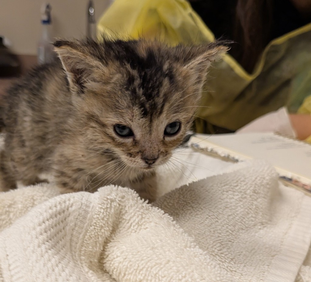 Shelter Stray Female Cat last seen 150th Avenue, SAN LEANDRO, CA, 94578, 8323 Baldwin St, Oakland, CA 94621, USA