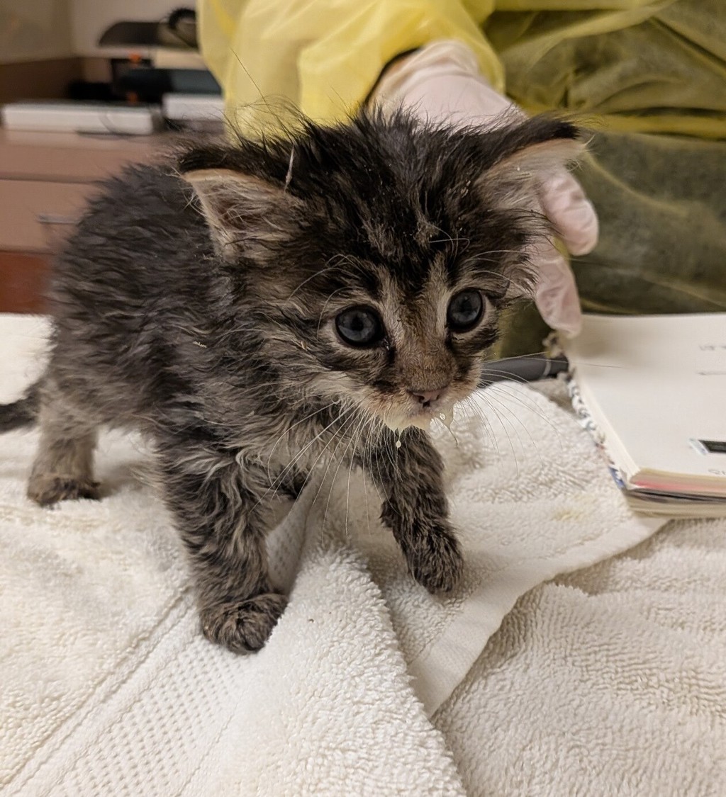 Shelter Stray Female Cat last seen 150th Avenue, SAN LEANDRO, CA, 94578, 8323 Baldwin St, Oakland, CA 94621, USA