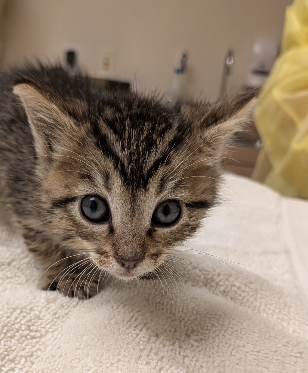 Shelter Stray Female Cat last seen 150th Avenue, SAN LEANDRO, CA, 94578, 8323 Baldwin St, Oakland, CA 94621, USA