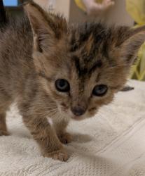 Shelter Stray Female Cat last seen 150th Avenue, SAN LEANDRO, CA, 94578, 8323 Baldwin St, Oakland, CA 94621, USA