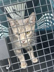 Shelter Stray Male Cat last seen Near Lisa Court, VIRGINIA BEACH, VA, 23464, 341 S Birdneck Rd, Virginia Beach, VA 23451, USA