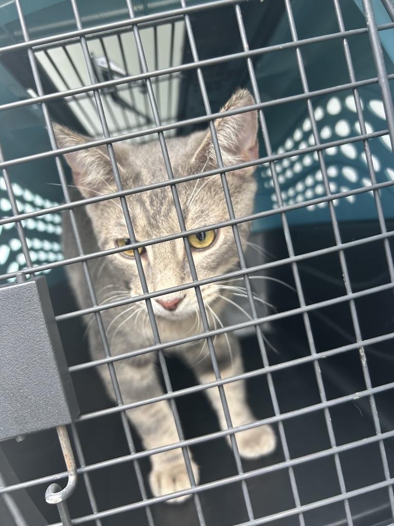 Shelter Stray Male Cat last seen Near Lisa Court, VIRGINIA BEACH, VA, 23464, 341 S Birdneck Rd, Virginia Beach, VA 23451, USA