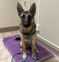 Shelter Stray Female Dog last seen 110th & Halsey, PORTLAND, OR, 97220, 1700 W Historic Columbia River Hwy, Troutdale, OR 97060, USA