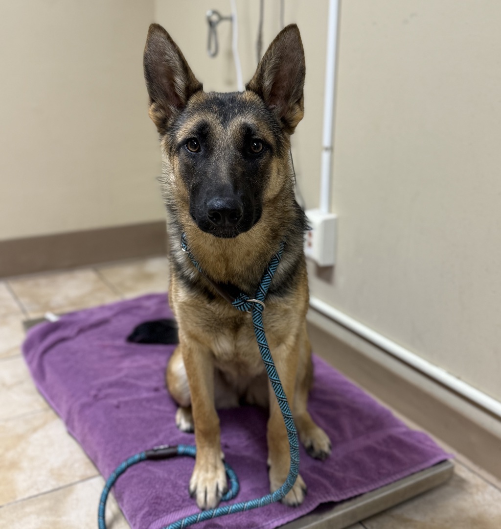 Shelter Stray Female Dog last seen 110th & Halsey, PORTLAND, OR, 97220, 1700 W Historic Columbia River Hwy, Troutdale, OR 97060, USA