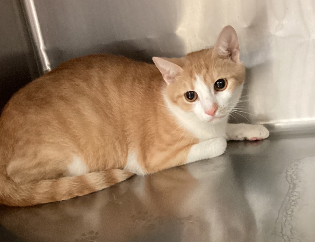 Shelter Stray Female Cat last seen Stratton Place, RALEIGH, NC, 27609, 820 Beacon Lake Dr, Raleigh, NC 27610, USA