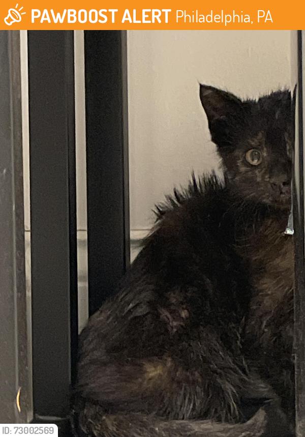 Found/Stray Unknown Cat last seen Wawa at 7001 Roosevelt Boulevard , Philadelphia, PA 19149