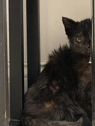 Found/Stray Unknown Cat last seen Wawa at 7001 Roosevelt Boulevard , Philadelphia, PA 19149