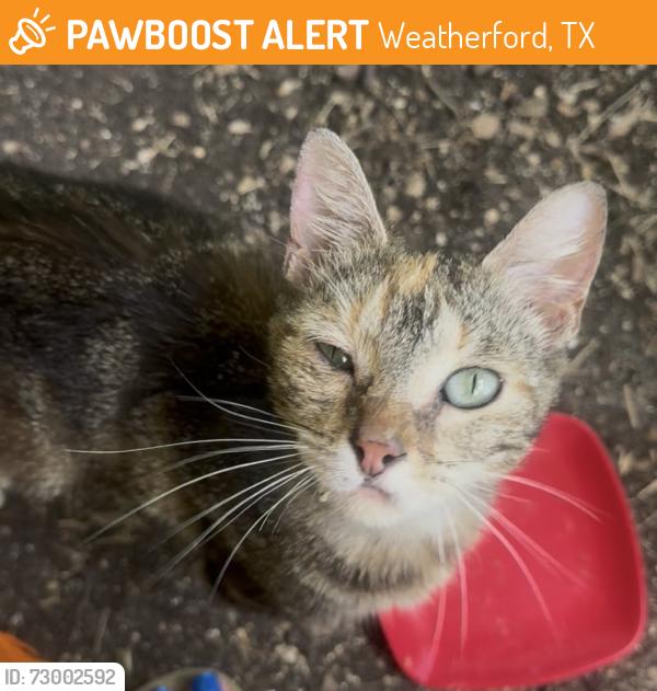 Found/Stray Female Cat last seen General Dollar, Weatherford, TX 76085
